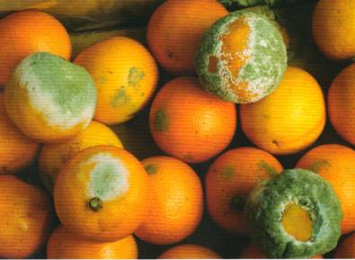 柑橘青霉病贮藏期为害情况