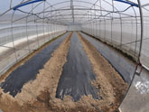 土地盖黑地膜保水保肥和防虫害