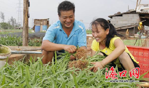 8月11日下午，龙华区城西镇苍东村蔬菜基地菜农廖云，正和妻子采摘空心菜。记者 光明 摄