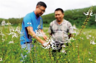 海南大学于旭东博士（左）在儋州市王五镇种植基地考察肾茶（别名猫须草）生长情况。本报记者 苏晓杰 摄