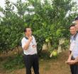 澄迈县委书记杨思涛到无籽蜜柚种植基地调研