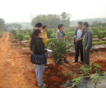 澄迈县农业技术推广中心着手实施福橙施肥试验