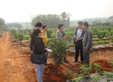 澄迈县农业技术推广中心着手实施福橙施肥试验