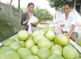 海南澄迈农民喜收蜜柚