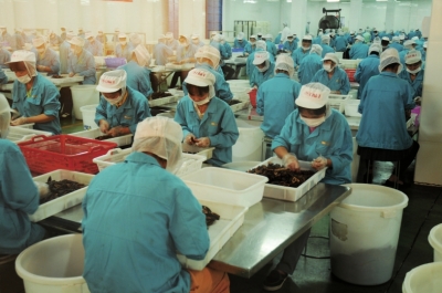 槟榔加工厂工人在筛选槟榔干果