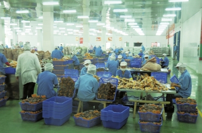 槟榔加工厂工人在整理装袋