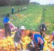 海南大力发展品牌农业 带动农民增产增收(组图)