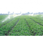 广地基地自动喷灌系统和工人采收蔬菜