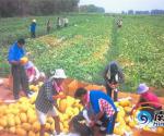 海南大力发展品牌农业 带动农民增产增收(组图)