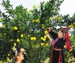 2000多户农户种植琼中绿橙 秋季丰收香满园
