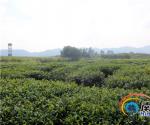 白沙绿茶创建现代农业标准化示范区 产业经济效益逐步凸现