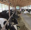 看“垦二代”如何走上科学养殖奶牛致富路？