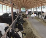 看“垦二代”如何走上科学养殖奶牛致富路？