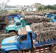 酿造甜蜜事业儋州椰威糖厂开榨 日榨量约2700吨