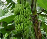 海南万钟香蕉种植园
