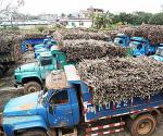 酿造甜蜜事业儋州椰威糖厂开榨 日榨量约2700吨