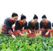 海垦白沙茶业公司被评“全国绿色食品示范企业”