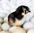 儋州“绿壳鸡蛋”品牌成长记