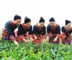 海垦白沙茶业公司被评“全国绿色食品示范企业”