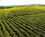 白沙绿茶种植基地一角
