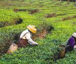 茶农在采摘茶叶