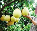 儋州种蜜柚“甜蜜”成产业