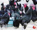 儋州发展绿壳蛋鸡养殖 成又一农业知名品牌