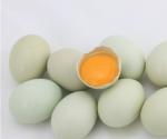 儋州绿壳蛋鸡养殖初具规模,将打造成又一农业知名品牌 黑鸡