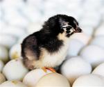 儋州“绿壳鸡蛋”品牌成长记