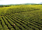 白沙绿茶种植基地一角