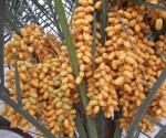海南椰枣技术出口阿联酋