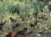 屯昌野山鸡在林间找食物