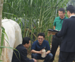 朝鲜官员到儋州菌草基地交流合作