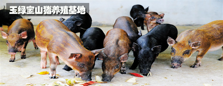 玉绿宝山猪养殖基地·昌江