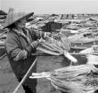 儋州红鱼飘香 红鱼文化源远流长