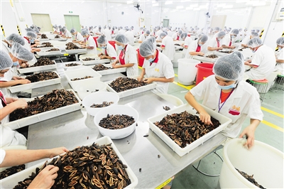 海南口味王东澳镇,来自万宁的工人正在加工,包装槟榔产品.