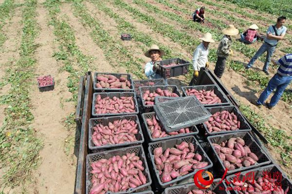 儋州海头地瓜产业基地