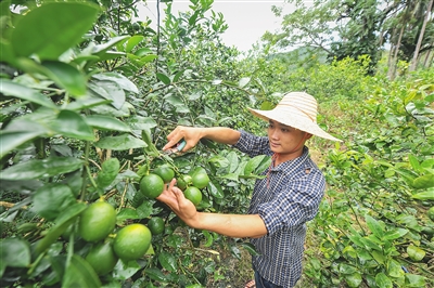 海垦东新农场公司积极引导职工调整种植结构,不断扩大柠檬种植面积