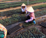 东方新龙哈密瓜农业科技示范基地　育苗