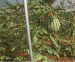 东方新龙哈密瓜农业科技示范基地　种植大棚里的西瓜