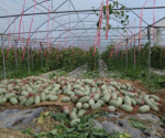 东方板桥现代设施农业科技示范基地 采摘的哈密瓜