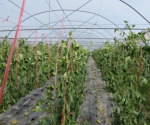 东方板桥现代设施农业科技示范基地 采摘后的藤蔓