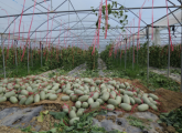 东方板桥现代设施农业科技示范基地 采摘的哈密瓜