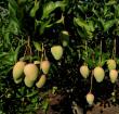 芒果的栽培技术与病虫害防治