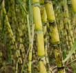 黄皮果蔗的优秀种植技术和病虫害防治