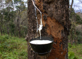 橡胶树的种植与病虫害防治