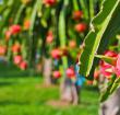 火龙果的种植方式与营养价值