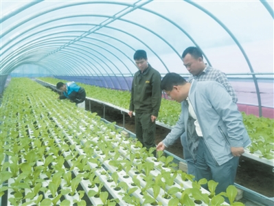三亚首批工厂化水耕蔬菜将采摘上市