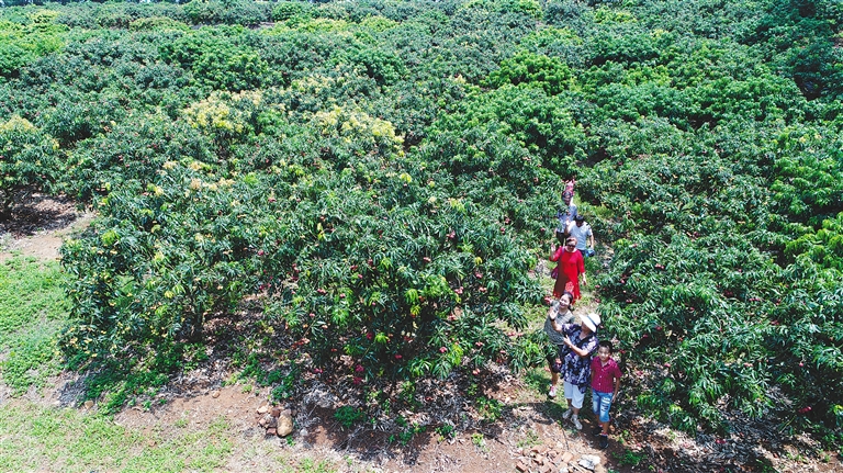 澄迈启动无核荔枝采摘活动